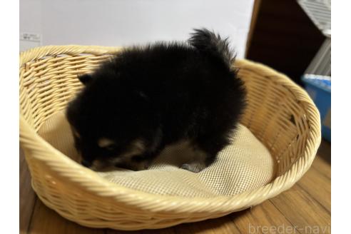 成約済の千葉県のポメラニアン-390878の3枚目