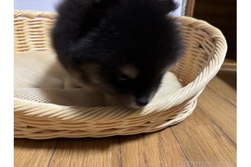 成約済の千葉県のポメラニアン-390878の2枚目