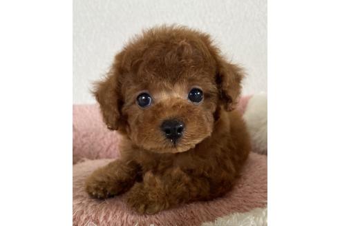 販売中の岡山県のタイニープードル-395146の6枚目
