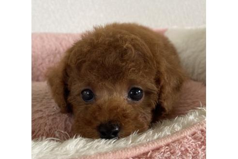 販売中の岡山県のタイニープードル-395146の2枚目