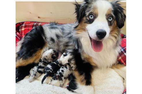 販売中の群馬県のその他の犬種-395148の2枚目