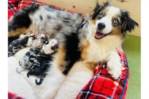 販売中の群馬県のその他の犬種-395149の2枚目
