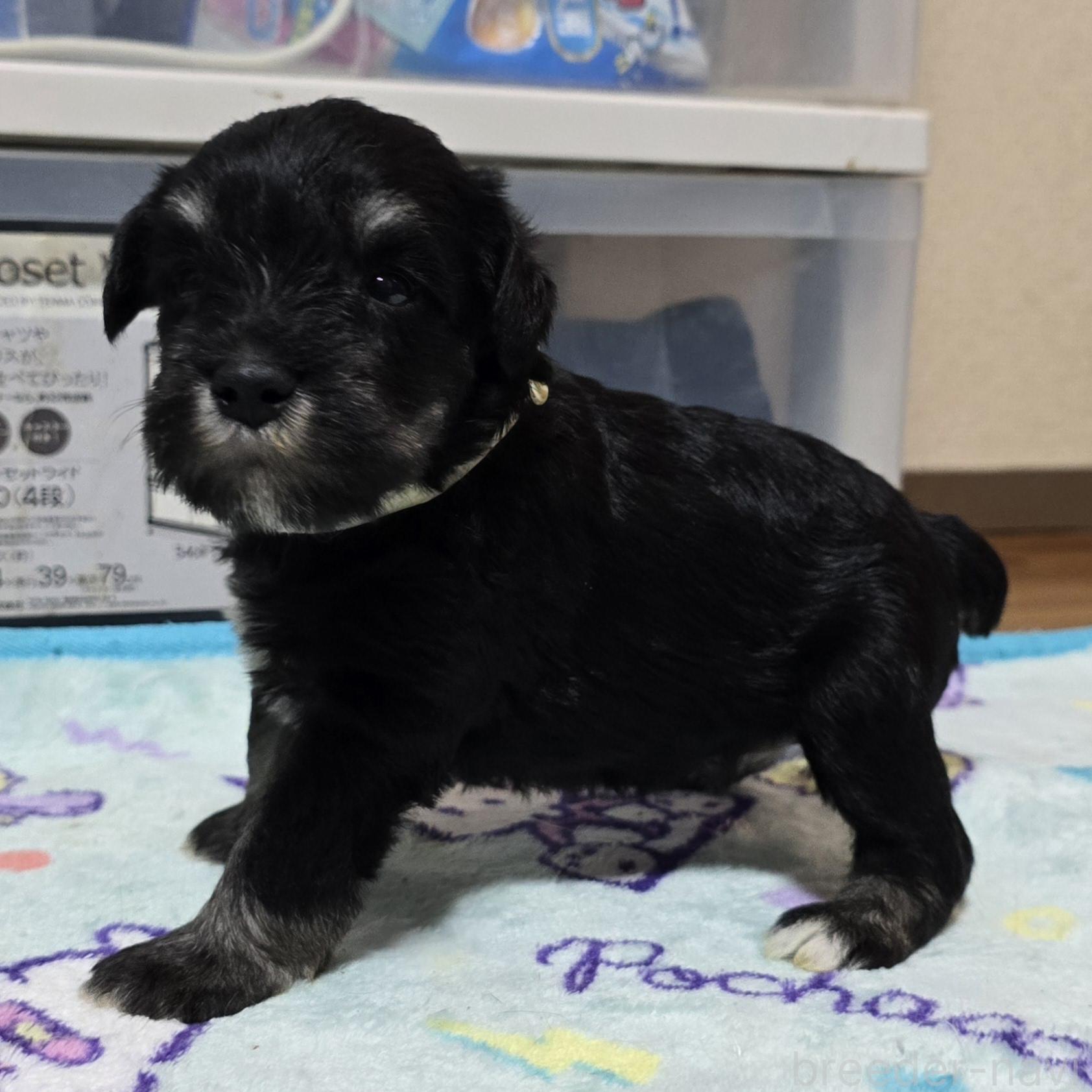 販売中の岡山県のミニチュアシュナウザー-394061の12枚目