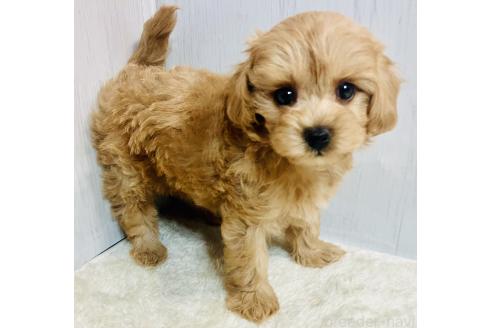 販売中の静岡県のマルプー:マルチーズ×トイプードル-395156