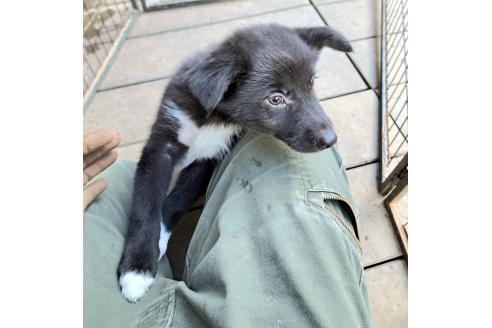 販売中の千葉県のミックス犬-388040の14枚目