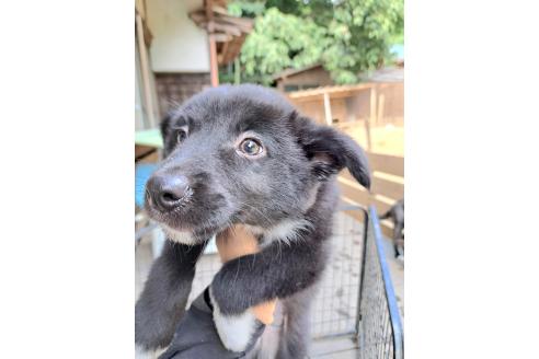 販売中の千葉県のミックス犬-388040の13枚目