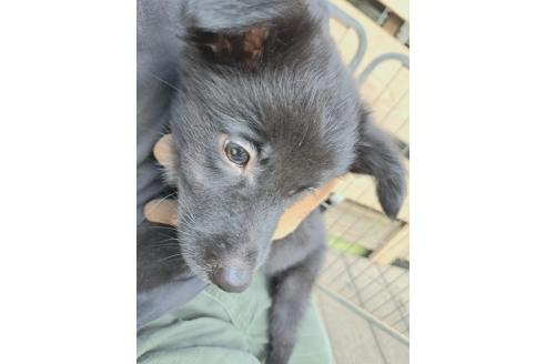 販売中の千葉県のミックス犬-388040の12枚目