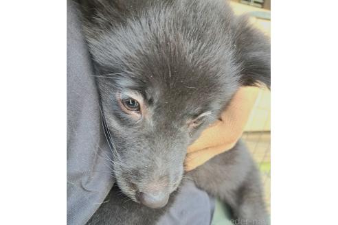 販売中の千葉県のミックス犬-388040の11枚目