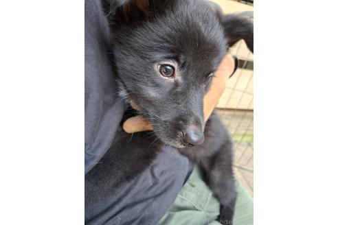 販売中の千葉県のミックス犬-388040の10枚目