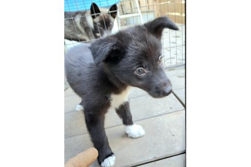 販売中の千葉県のミックス犬-388040の8枚目