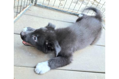販売中の千葉県のミックス犬-388040の7枚目
