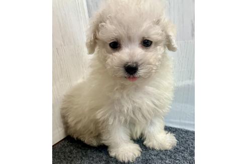 販売中の静岡県のマルプー:マルチーズ×トイプードル-395159の4枚目