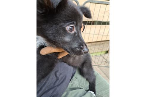 販売中の千葉県のミックス犬-388040の6枚目