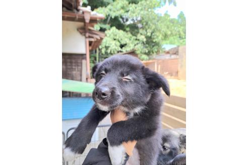 販売中の千葉県のミックス犬-388040の5枚目