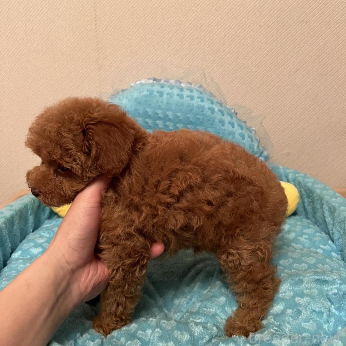 販売中の福岡県のトイプードル-395160の2枚目