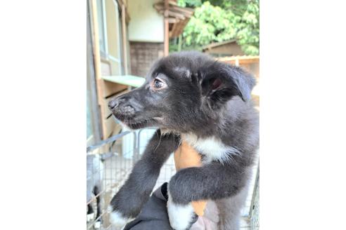 販売中の千葉県のミックス犬-388040の4枚目