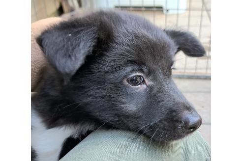 販売中の千葉県のミックス犬-388040の3枚目