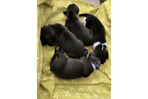 販売中の滋賀県のイタリアングレーハウンド(イタグレ)-395162の2枚目