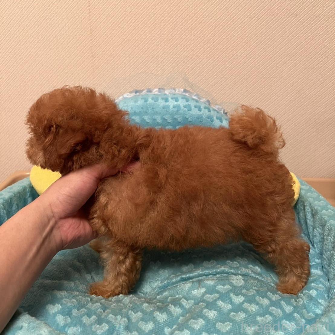 販売中の福岡県のタイニープードル-395163の2枚目