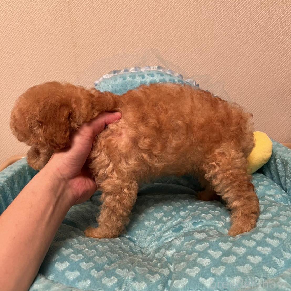 販売中の福岡県のタイニープードル-395164の2枚目