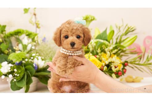 販売中の群馬県のティーカッププードル-392838の4枚目