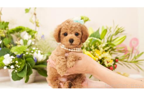 販売中の群馬県のティーカッププードル-392838の3枚目