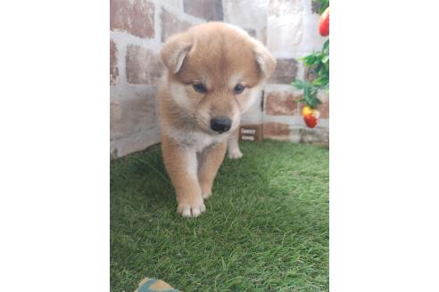 販売中の鹿児島県の柴犬-395167の5枚目