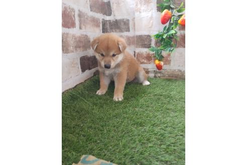 販売中の鹿児島県の柴犬-395167の4枚目