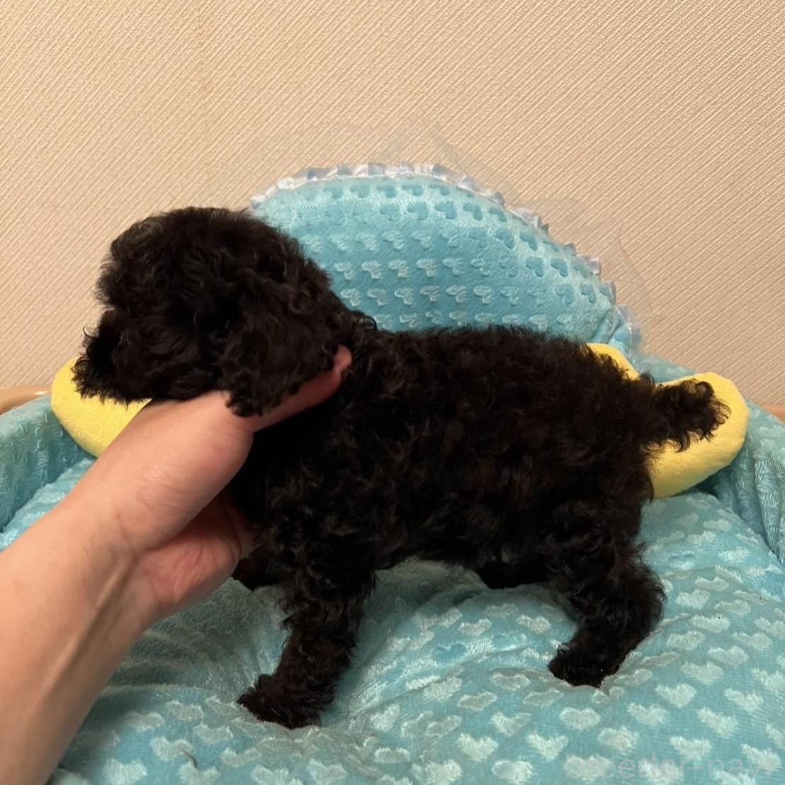 販売中の福岡県のタイニープードル-395165の2枚目