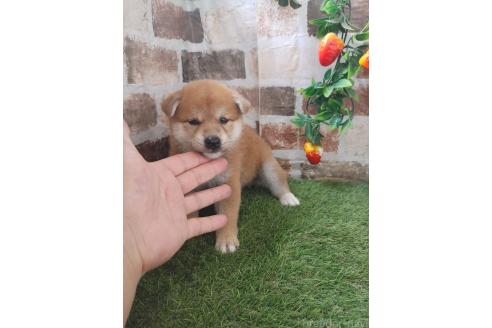 販売中の鹿児島県の柴犬-395167の2枚目