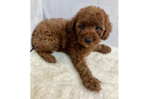 販売中の静岡県のトイプードル-395168の3枚目