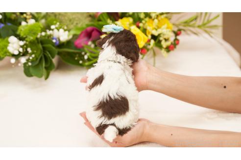 販売中の群馬県のティーカッププードル-397190の2枚目