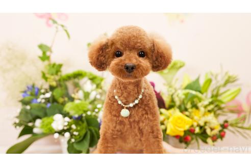 プッチくん1枚目