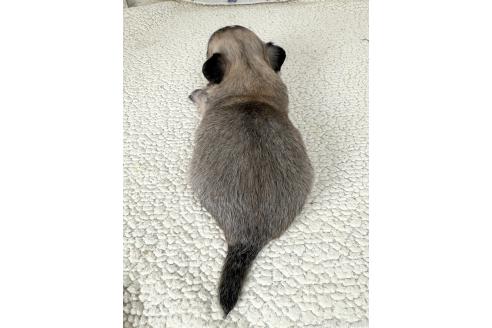 販売中の福岡県のチワワ(ロングコート)-395172の2枚目