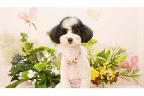 ともちゃん1枚目