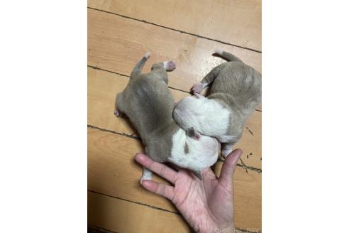商談中の佐賀県のアメリカンピットブルテリア-395174の13枚目