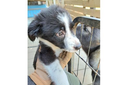 販売中の千葉県のミックス犬-388039の8枚目