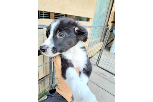 販売中の千葉県のミックス犬-388039の7枚目