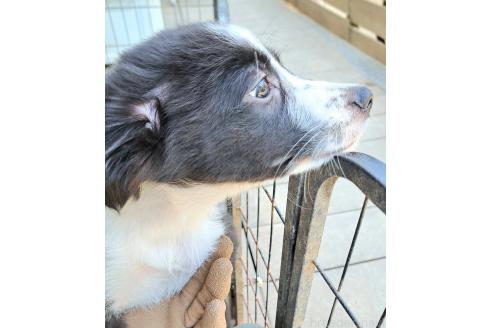 販売中の千葉県のミックス犬-388039の6枚目