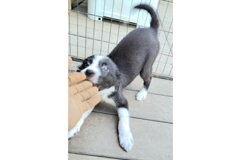 販売中の千葉県のミックス犬-388039の4枚目