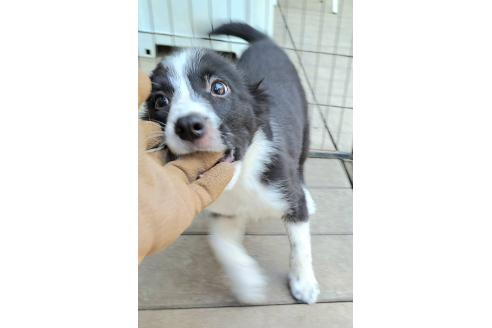 販売中の千葉県のミックス犬-388039の3枚目