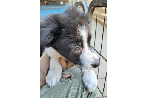 販売中の千葉県のミックス犬-388039の2枚目