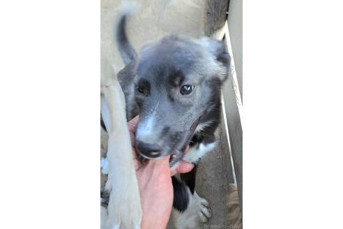 販売中の千葉県のミックス犬-381228の9枚目