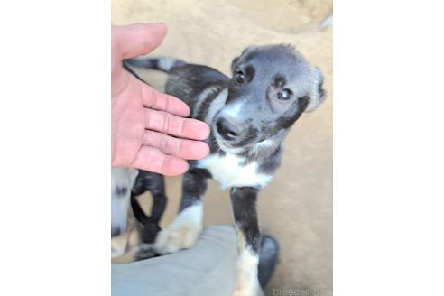 販売中の千葉県のミックス犬-381228の7枚目