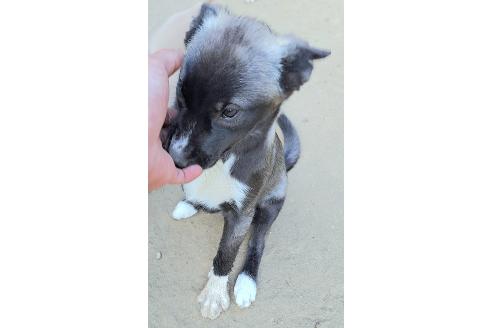 販売中の千葉県のミックス犬-381228の5枚目