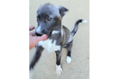 販売中の千葉県のミックス犬-381228の4枚目