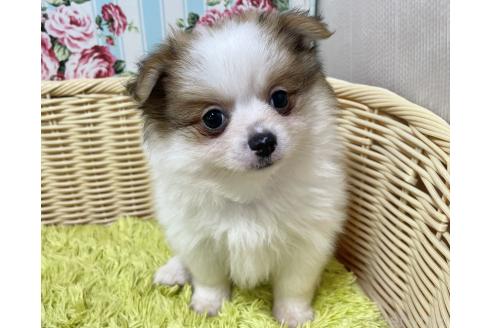 成約済の秋田県のポメチワ:ポメラニアン×チワワ-393355