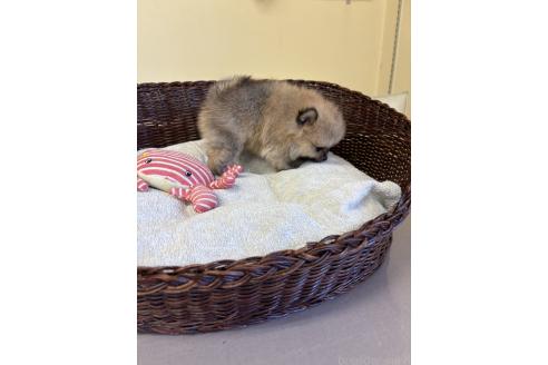 販売中の愛知県のポメラニアン-395176の4枚目