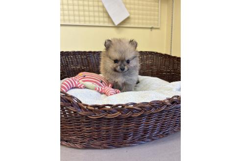 販売中の愛知県のポメラニアン-395176の2枚目