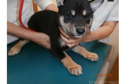 販売中の大阪府の柴犬-391652の4枚目